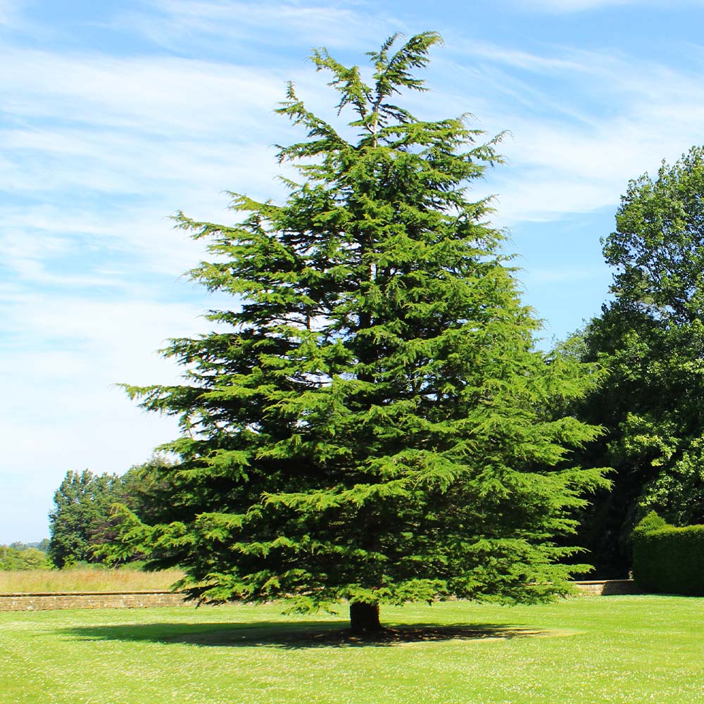 Landscape Basics 4 ft. - 6 ft. Cedar Tree