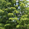 Deodar Cedar Tree