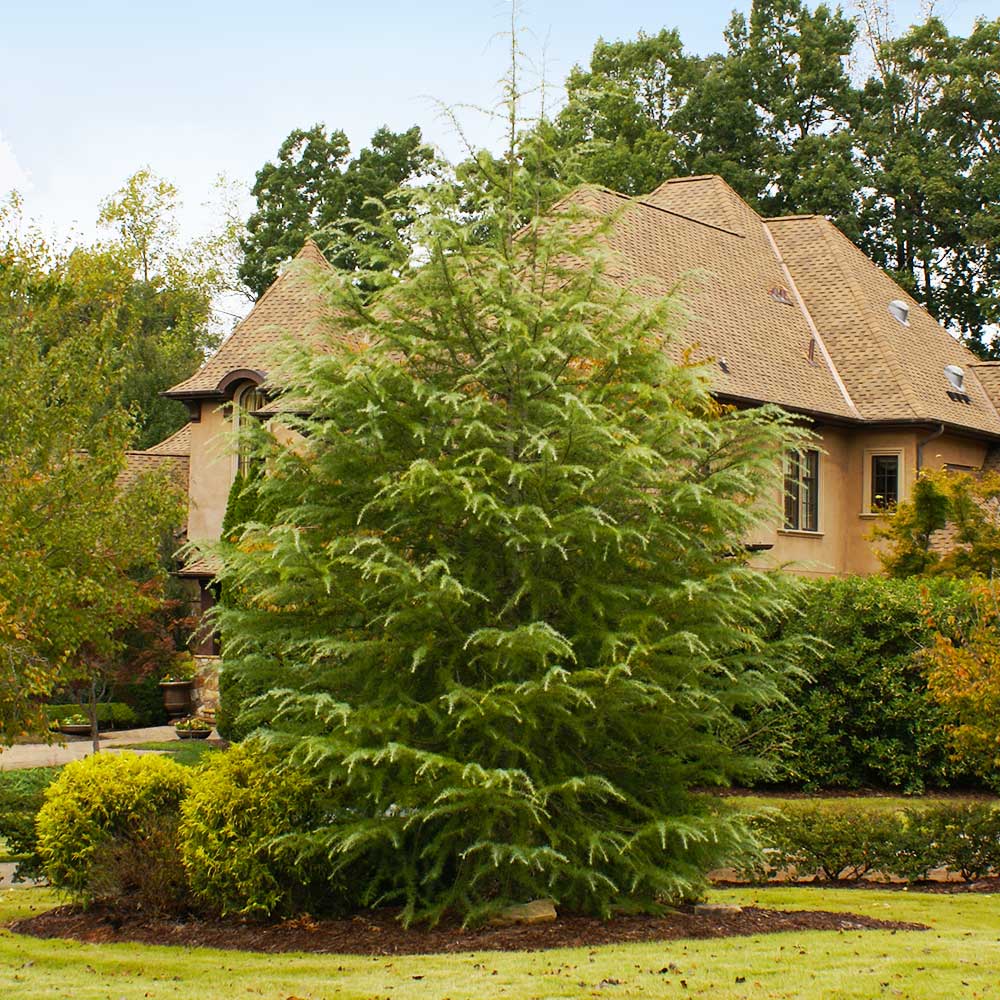 Deodar Cedar Evergreen Trees for Sale- FastGrowingTrees.com