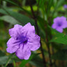 Desert Ruellia