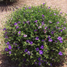 Desert Ruellia