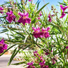 Bubba Jones Desert Willow