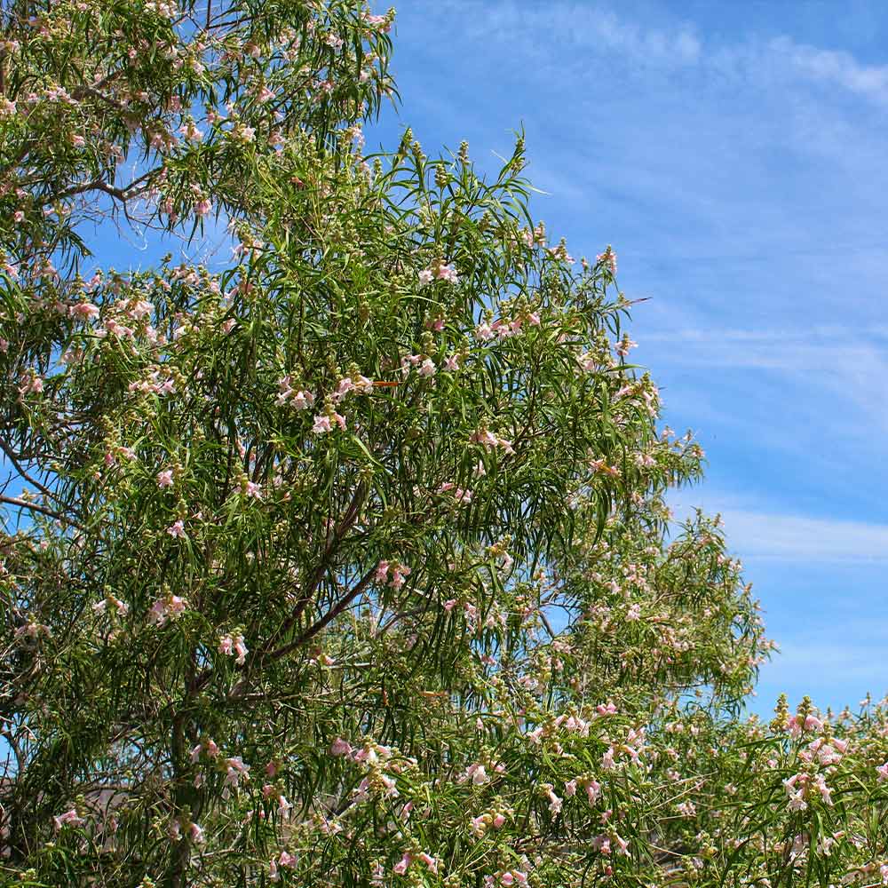 bubba desert willow tree