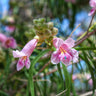 Bubba Desert Willow