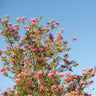 Bubba Desert Willow