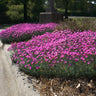 Firewitch Dianthus Plant