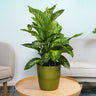 Dieffenbachia Tropic Snow Plant