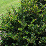 Coppertone™ Distylium Shrub