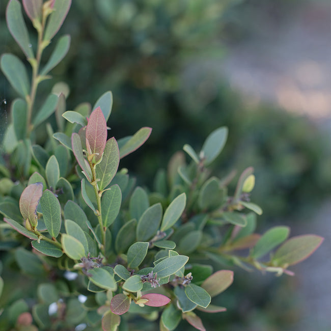 Coppertone Distylium Shrubs For Sale 