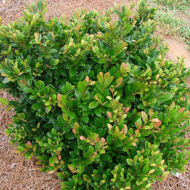 Coppertone Distylium Shrubs For Sale 