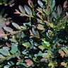 Coppertone™ Distylium Shrub