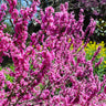 Don EGolf Redbud Tree