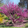 Don EGolf Redbud Tree