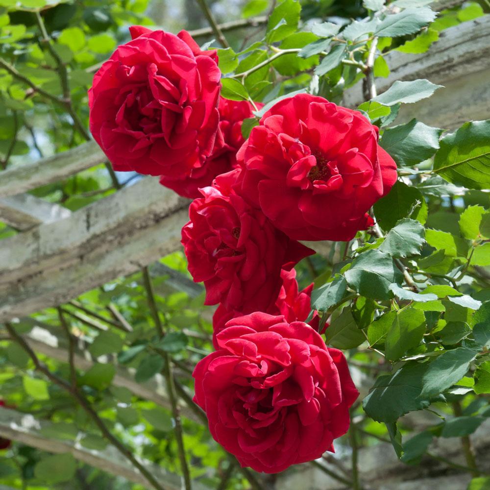 Don Juan Roses for Sale | FastGrowingTrees.com