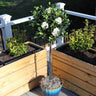 Double Blooming Gardenia Tree