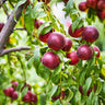 Double Delight Nectarine Trees California