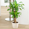 Dracaena' Corn Plant