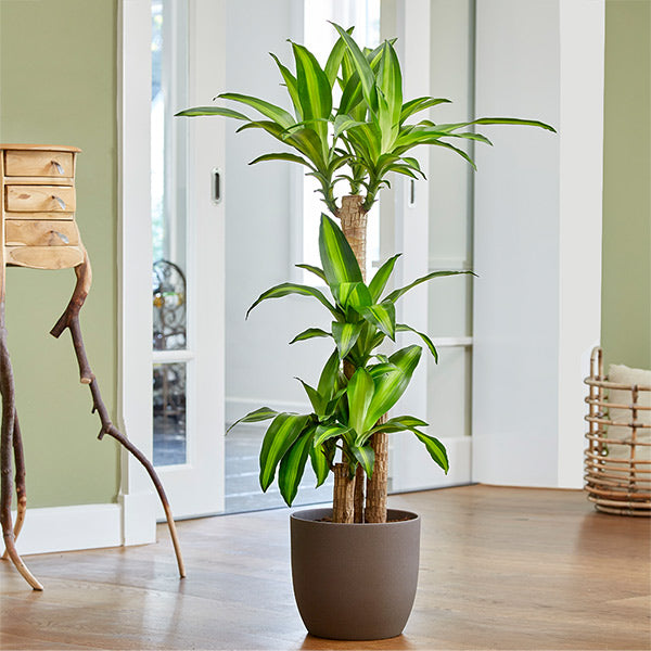 Dracaena' Corn Plant