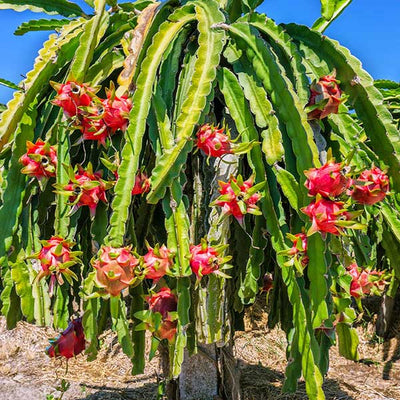 white dragon fruit plant