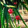 Dragon Fruit Cactus - USDA Organic