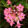 Dwarf Escallonia Shrub