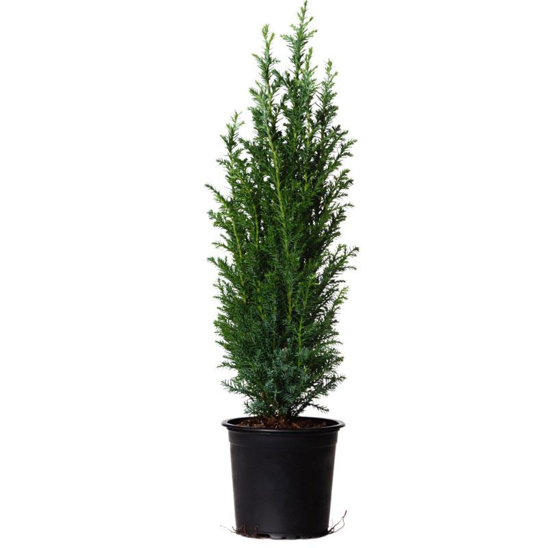 Dwarf Italian Cypresses for Sale – FastGrowingTrees.com