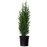 Dwarf Italian Cypress