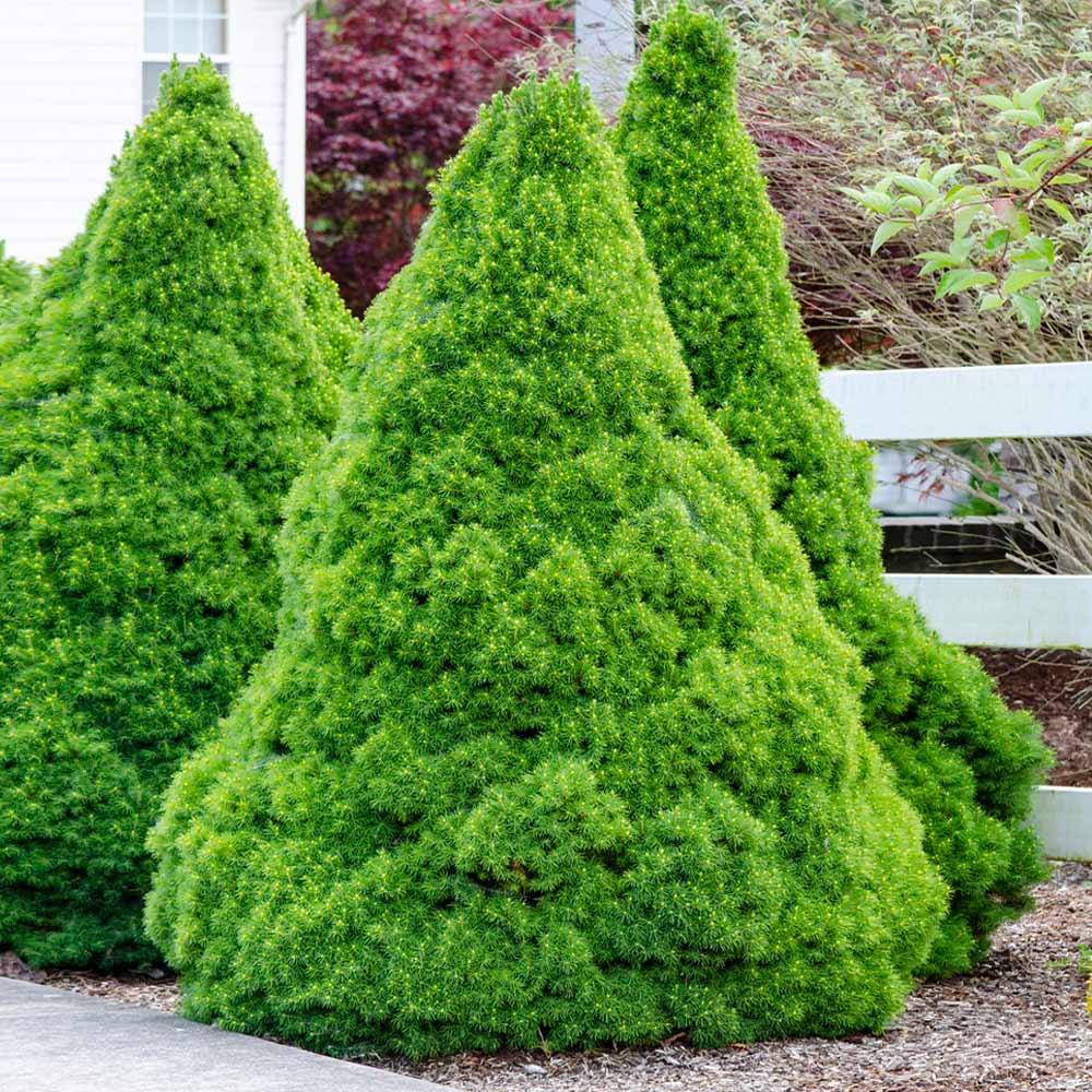 Dwarf Blue Spruce 'Sester