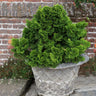 Dwarf Hinoki Cypress Shrub