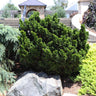 Dwarf Hinoki Cypress Shrub