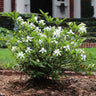 Dwarf Radicans Gardenia