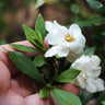 Dwarf Radicans Gardenia