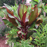 Dwarf Red Banana Tree