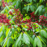 Red Dwarf Buckeye Tree