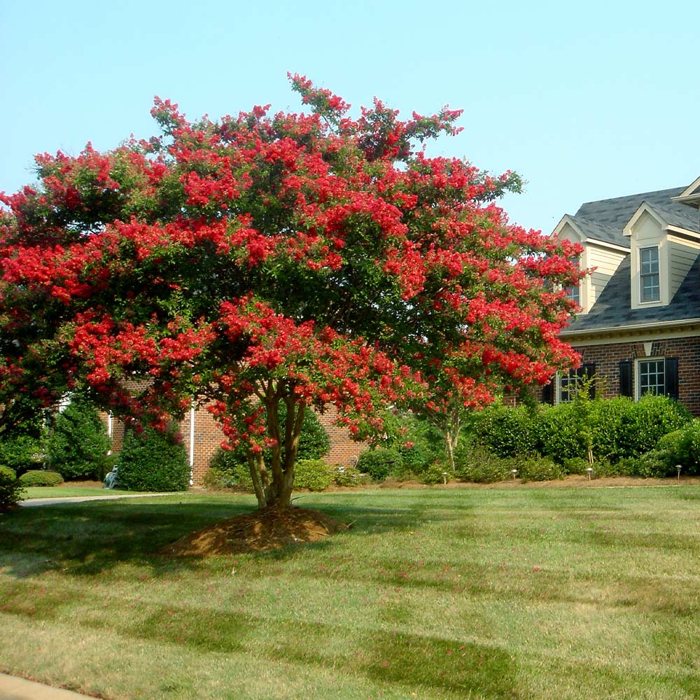 Dynamite Crape Myrtle