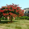 Dynamite Crape Myrtle