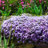 Emerald Blue Creeping Phlox