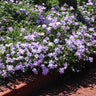 Emerald Blue Creeping Phlox