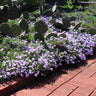 Emerald Blue Creeping Phlox