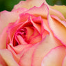 Euphoria® Rose Shrub