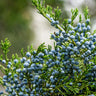 Eastern Red Cedar Tree