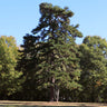 Eastern Red Cedar Tree