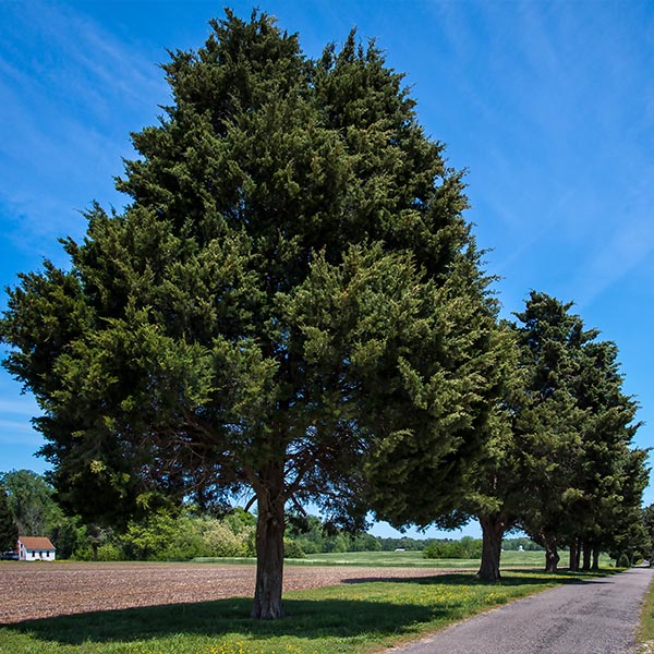 Top 104+ Images pictures of eastern red cedar Superb
