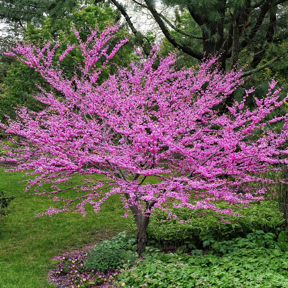 Pink Pom Poms' Redbud Trees for Sale