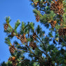 Eastern White Pine Tree