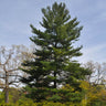 Eastern White Pine Tree