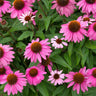 PowWow® Wild Berry Coneflower (Echinacea)