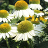 PowWow® White Coneflower (Echinacea)