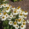 PowWow® White Coneflower (Echinacea)