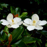 Edith Bogue Magnolia